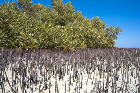 White mangrove tree with roots in lagoon