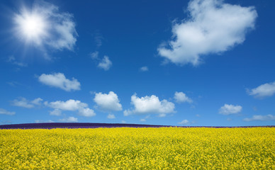 Flower field and blue sky with sun