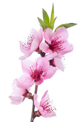 Naklejka na ściany i meble Kwitnące drzewo na wiosnę z różowe kwiaty