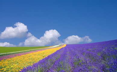 Flower field and blue sky with clouds.