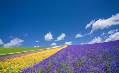 Flower field and blue sky with clouds.