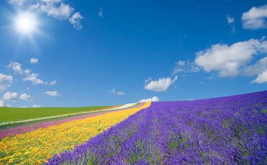 Flower field and blue sky with clouds.