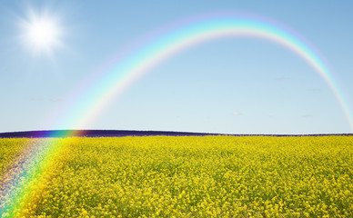 Naklejka premium Rapeseed field