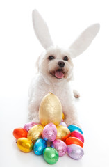 Happy Easter dog with bunny ears easter chocolates
