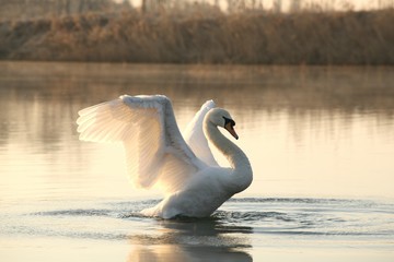Swan spreads its wings at dawn - 31548275