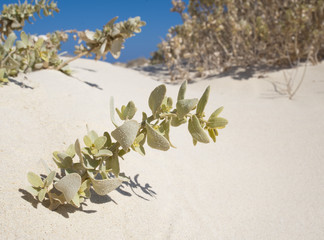 Small desert plant on a sand dune