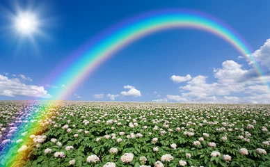 Acrylic prints Summer Potato field with sky and rainbow