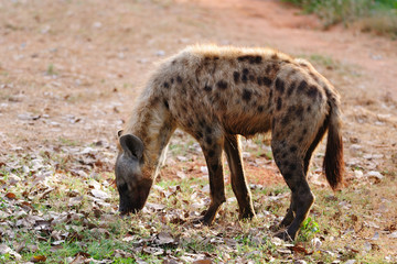 Spotted Hyena