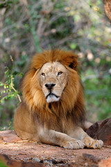Fototapeta na wymiar Odpoczynku Lion (Mężczyzna)