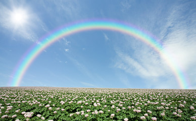 Potato field with sky and rainbow