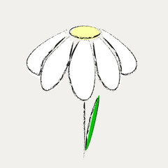 Flower marguerite with one leaf is alone
