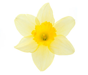 Fototapeta na wymiar daffodil flower