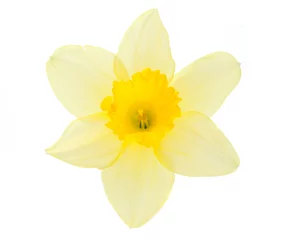 Photo sur Plexiglas Narcisse daffodil flower