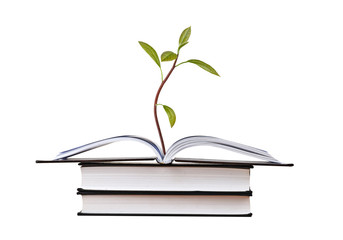 Avocado sapling growing from open book