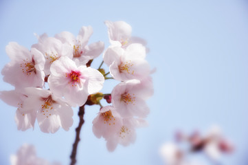 Fototapeta na wymiar cherry blossom in Kobe