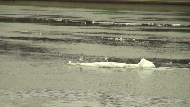 Ice floe floats in water