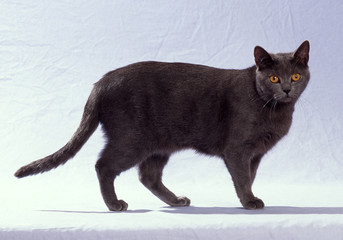 chat des chartreux de profil © CALLALLOO CANDCY