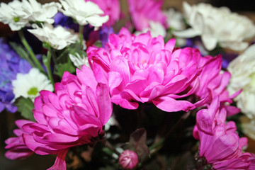chrysanthemums 3