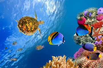 Underwater landscape with couple of Butterflyfishes and turtle