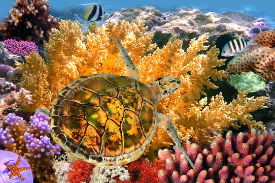 Underwater landscape with couple of Butterflyfishes and turtle