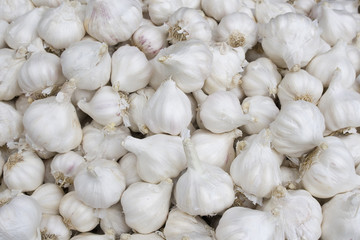 farm fresh garlic,Jaipur,India