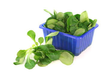 frischer Feldsalat