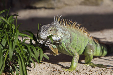 Grüner Leguan