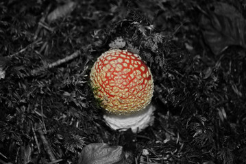 toadstool, Fly agaric