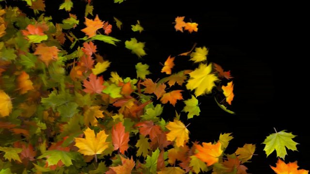 autumn leaves transition