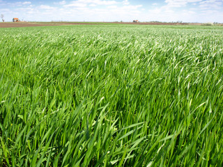 green wheat field