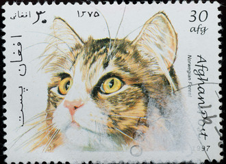 AFGHANISTAN - CIRCA 1997: animal pet cat