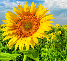 Beautiful sunflower against blue sky