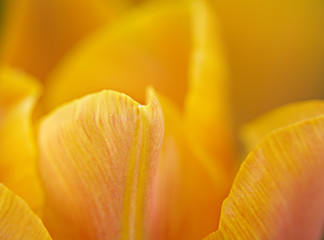 pétales de tulipe