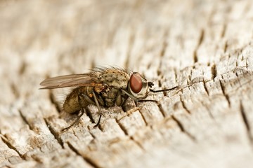 Fly sitting on decayed wood