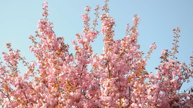 Fr&uuml;hlingsbl&uuml;ten