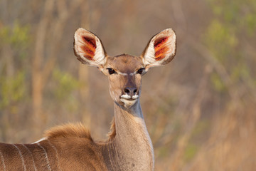 Kudu antelope