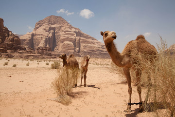 Dromedarfamilie im Wadi Rum - obrazy, fototapety, plakaty