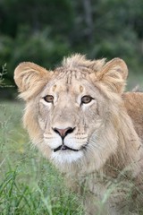 Lion Stare