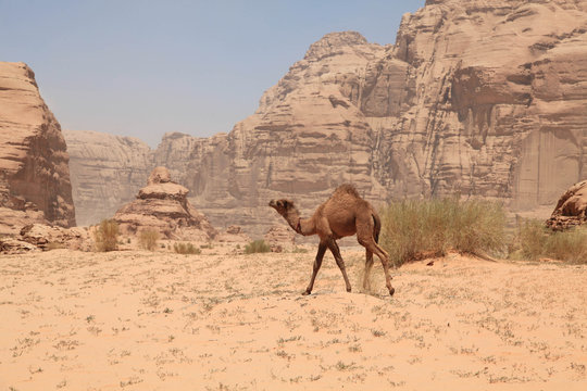 Dromedar in Wadi Rum