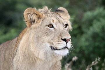 Plakat Lion Portrait