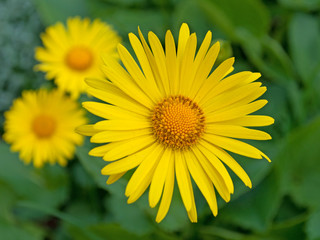 Großblütige Gämswurz - Doronicum grandiflorum