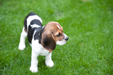 Beagle Spielwiese