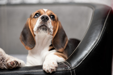 Beagle schaut erwartungsvoll