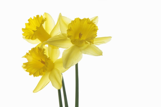 three daffodils