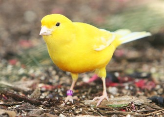 YELLOW CANARY