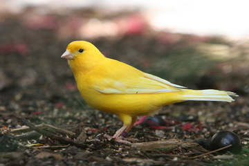 CANARY EXOTIC