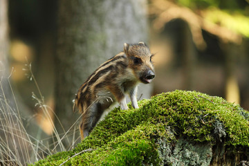 Young wild boar