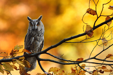 Long Eared Owl