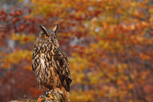 Eagle Owl sitting