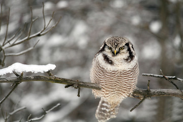 Northern Hawk Owl sitting in the forest